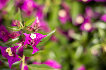Fototapeta na wymiar Fondo y textura verde y púrpura de flor de Santa Rita en un día soleado.