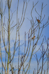 Sparrows perched on an old tree branch