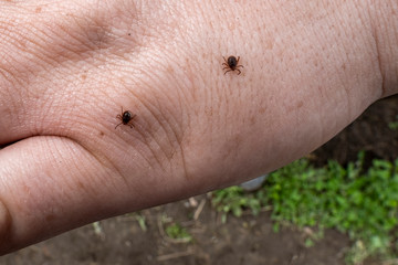 Tick on a man’s hand