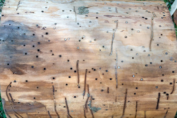 tree trunk damaged by tree bugs and worms parasites