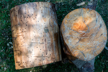 the surface of the tree trunk cleared of bark and sawed off such a tree damaged by wood parasites - obrazy, fototapety, plakaty