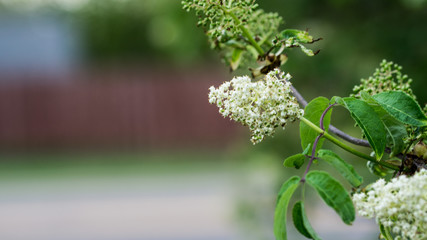 lilac flowers in spring