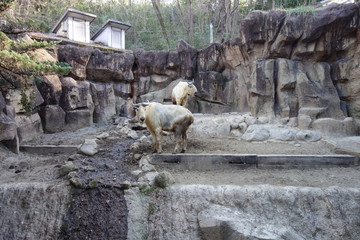 日本の動物園のゴールデンターキン