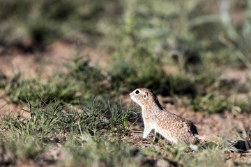 Spotted Ground Squirrel in New Mexico’s high desert in spring
