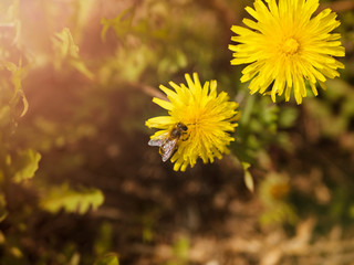 Top view of two yellow dandelions, one bee crawling and collecting pollen.
