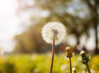 A side view of one opened white dandelion and two not opened against a background of bokeh of green grass.