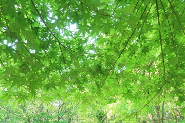 カエデの新緑でできたカーテン