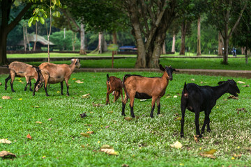 Herd of cows on the field