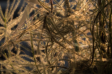 Morning sun is shining on the indoor plant near the window. 