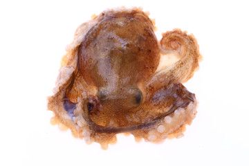 Octopus on a white background