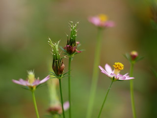 flower buds of kenikir (Cosmos caudatus)