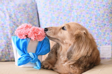 花のプレゼントを気に入った愛犬