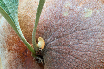 A macro image of a young staghorn fern(Platycerium), sprouting from it's smooth brown base; growing on a tree trunk in coastal subtropical forest. A flora graphic resource image with brown and green.