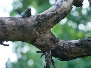 weathered tree trunks