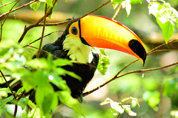 toucan on a tree