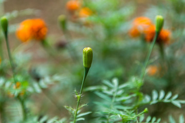close up of poppy flower