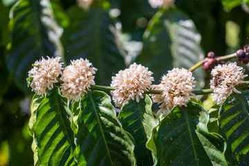 Coffee tree blossom with white color flower close up view