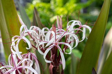 Crinum Lily blooming in the park, Giant lily, Crinum lily, Red crinum, Spider lily (Crinum Amabile Donn), spring flowers in the garden