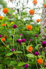 flowers in the garden