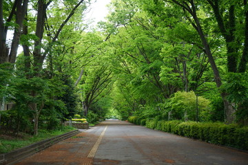 並木道