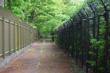 アスファルトの路地