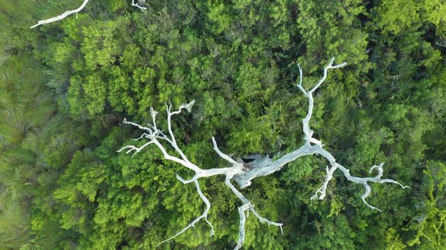 Aerial: Wetland swamp in Louisiana, USA