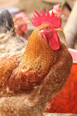 Beautiful rooster with a red crest. Multicolored feathers. Morning view, Kerala,India.