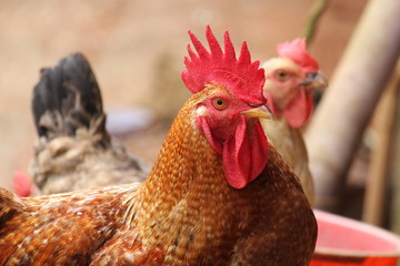 Beautiful rooster with a red crest. Multicolored feathers. Morning view, Kerala,India.