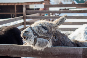 a small grey donkey on a farm in a paddock in winter