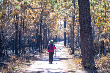 walking in the woods