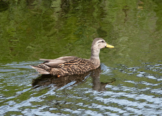 Mottled duck with light and dark brown feathers, light tan neck, and yellow beak is swimming in green rippled water.