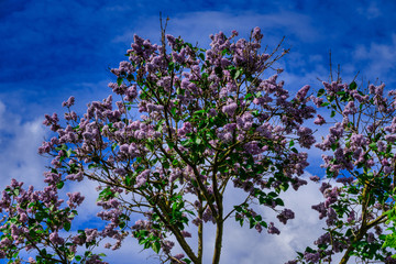 Blühender rosa Flieder