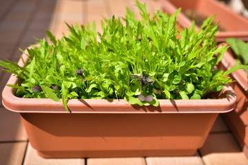 プランターで野菜栽培