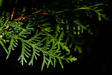 Fototapeta na wymiar Thuja. Leaf of a tree close-up on a contrasting dark background. Texture and structure. Copy space. Ecological and care of nature concept. Selective focus. Perspective of leaves.