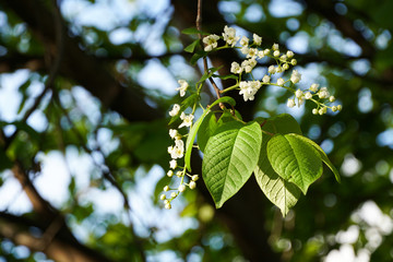 blooming bird cherry large, incredible tree in spring, May background                              