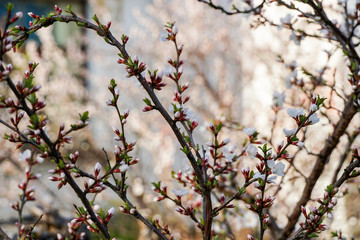 cherry tree begins to bloom, sakura, white-pink flowers covered the bush, colorful spring background, freshness, close-up of buds and buds