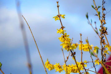 blooming Forsythia in spring, yellow delicate flowers on the branches of a bush, against the blue sky
