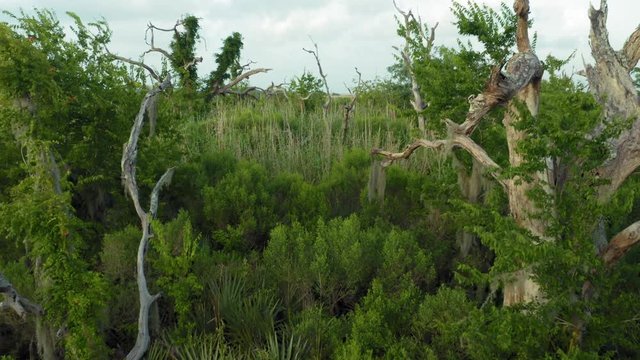 Aerial: Wetland swamp in Louisiana, USA