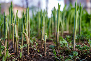 young shoots of lily of the valley, flowers that have broken through the ground, early spring
