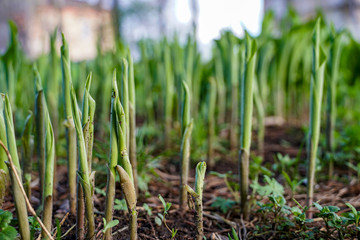 young shoots of lily of the valley, flowers that have broken through the ground, early spring