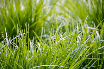 juicy fine young lawn grass, a solid green background, summer wallpaper
