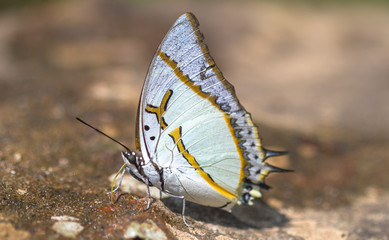 butterfly on the ground