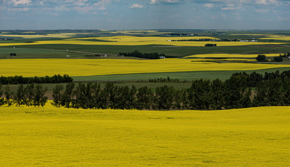 fields of canola in Alberta