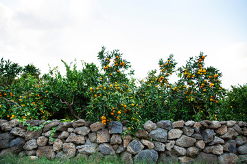 감귤 나무에 열린 오렌지색 귤