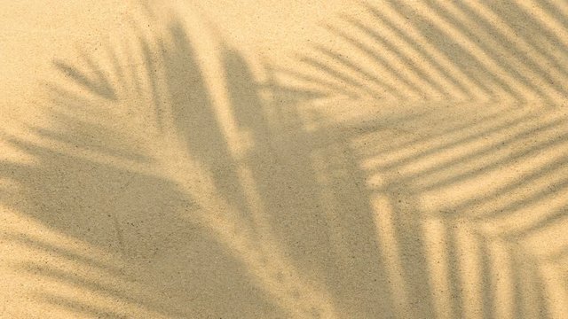 motion of shadows palm leaves on sand beach texture background.