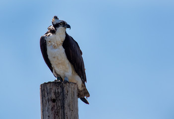 Osprey on the lookout