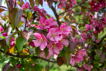 Close up view of beautiful deep pink crabapple tree flower blossoms in full bloom, with blue sky background