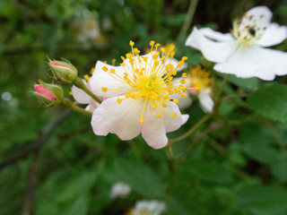 White Flower Yellow Bright Center