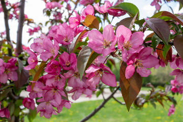 Close up view of beautiful deep pink crabapple tree flower blossoms in full bloom, with blue sky background