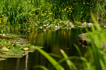 Obraz na płótnie Canvas キショウブと睡蓮の花咲く池
